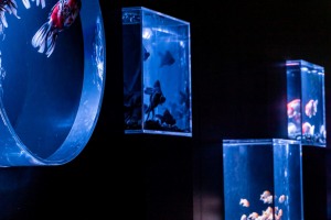 金魚アクアリウム【日本橋】の前売り券と料金